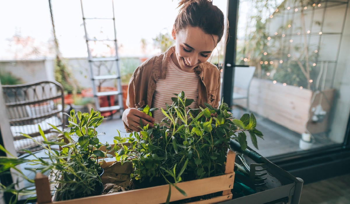 easiest-vegetables-to-grow independence Harvesting Your Vegetables