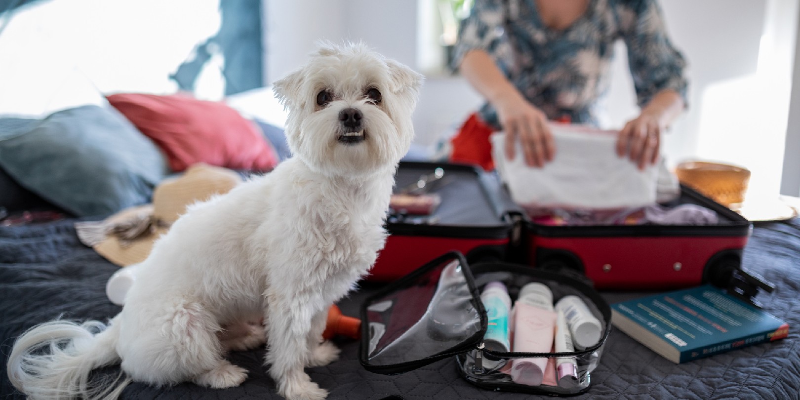 Dog making company to his owner while she's packing suitcase